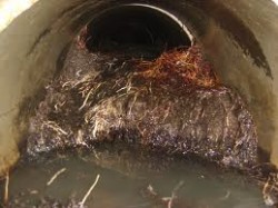 Camera view of root intrusion blocking a drain